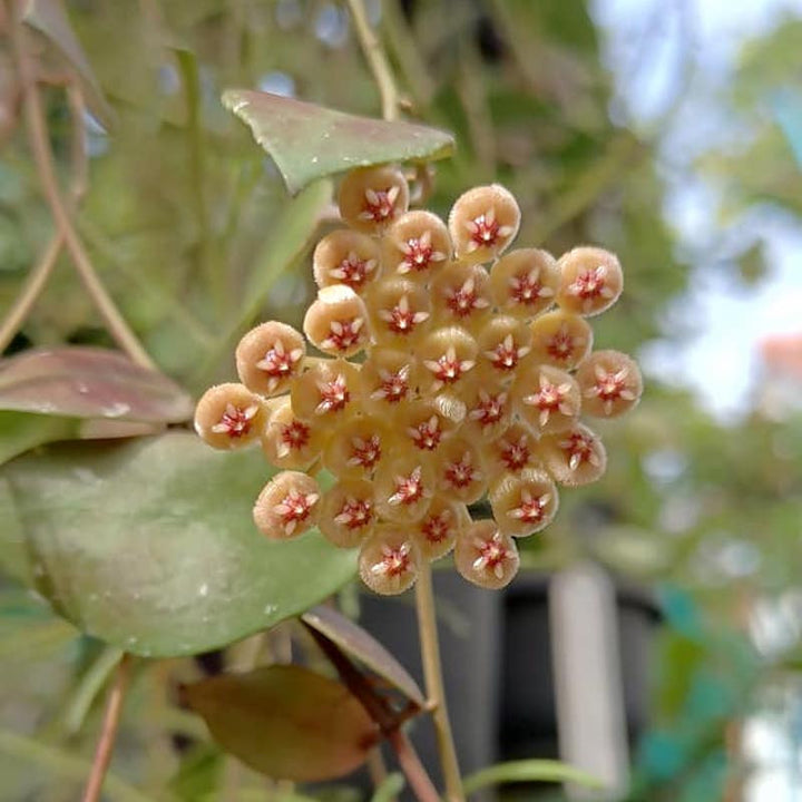 Hoya walliniana