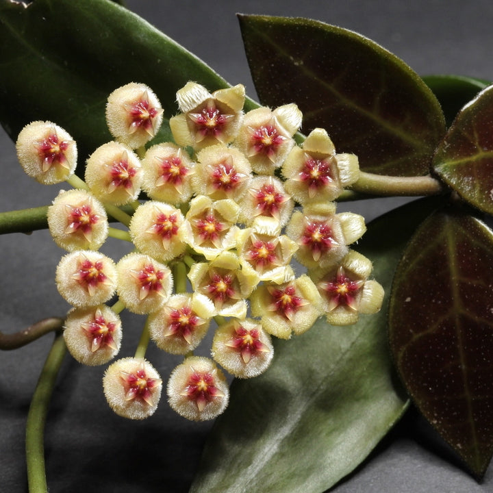 Hoya walliniana