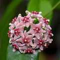 Hoya vitiensis