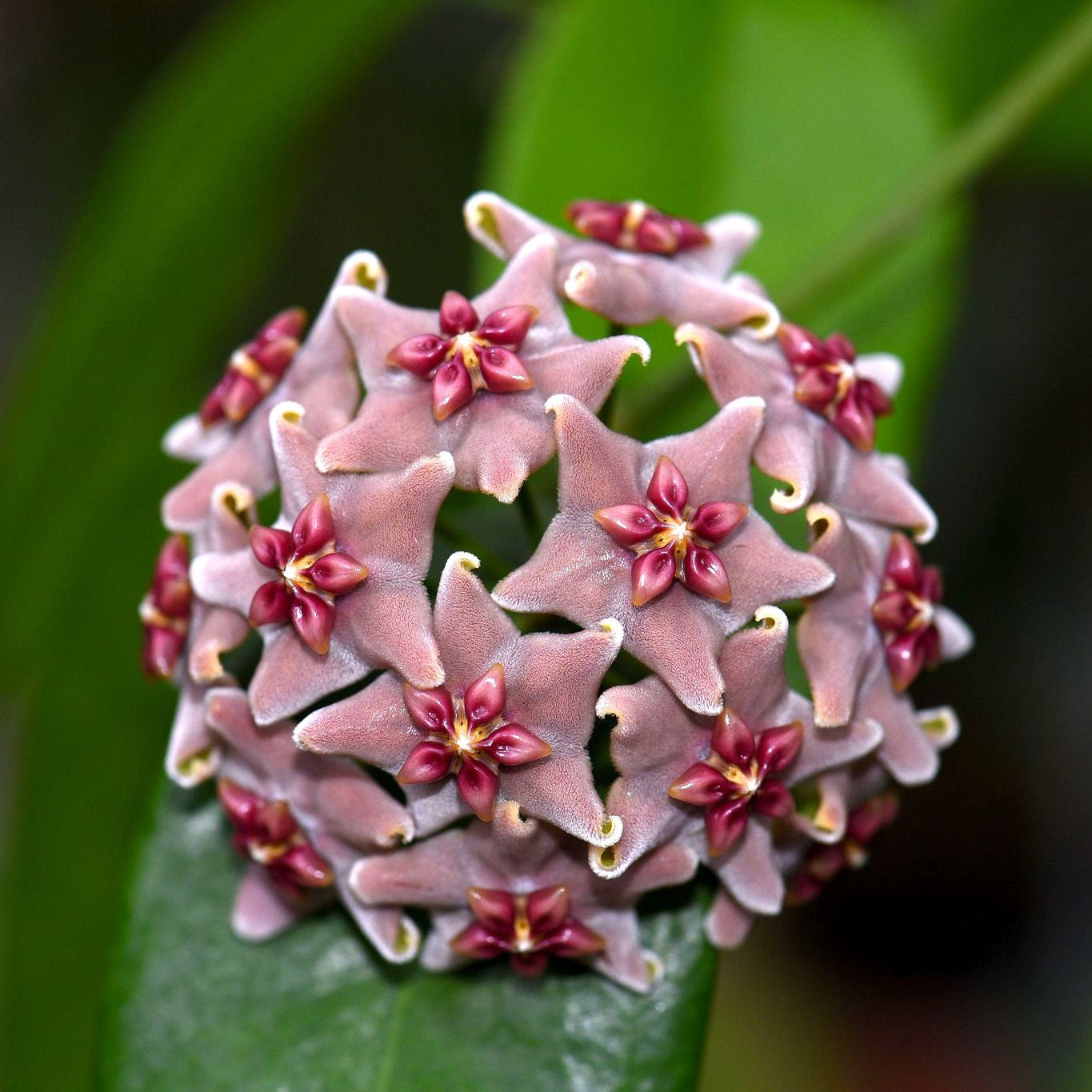 Hoya vitiensis