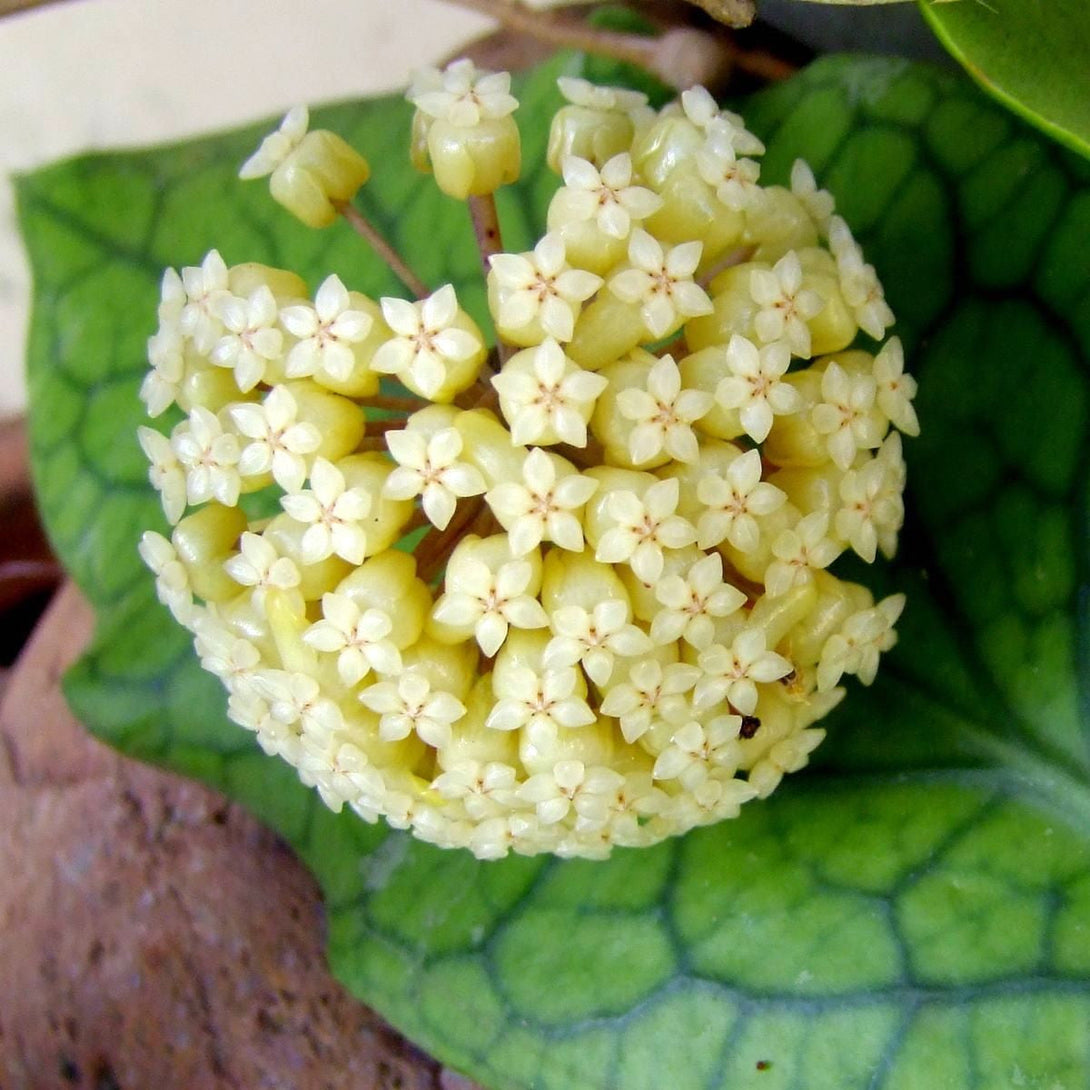 Hoya vitellinoides