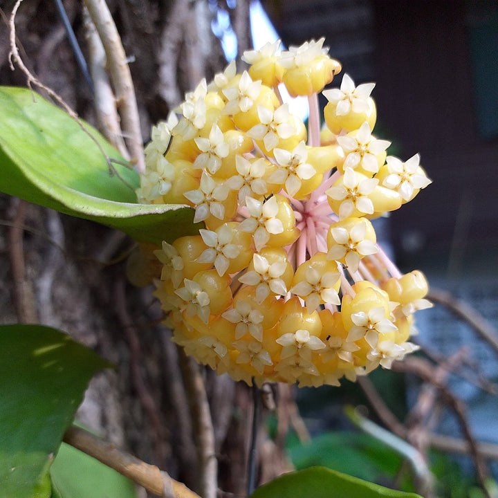 Hoya vitellinoides