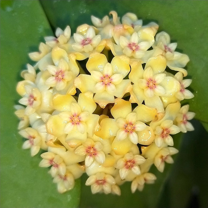 Hoya vitellinoides