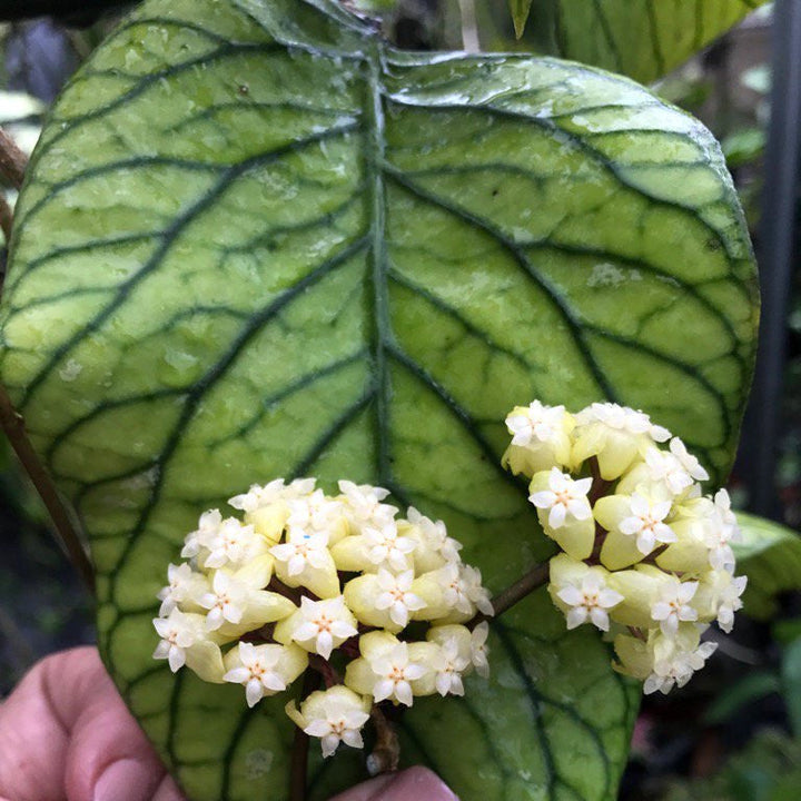 Hoya vitellinoides