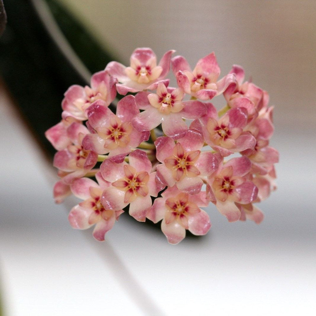 Hoya scortechinii 'Pink' (Hoya sp. UT-001)
