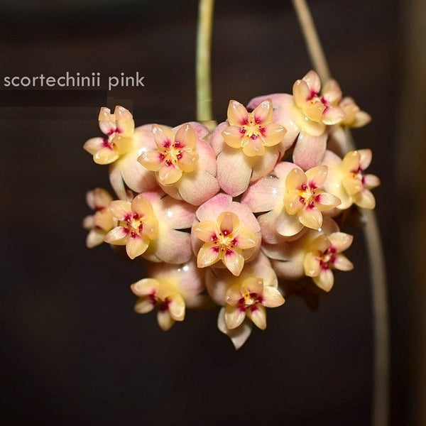 Hoya scortechinii 'Pink' (Hoya sp. UT-001)