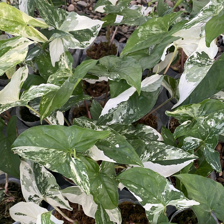 Syngonium podophyllum 'Variegata'