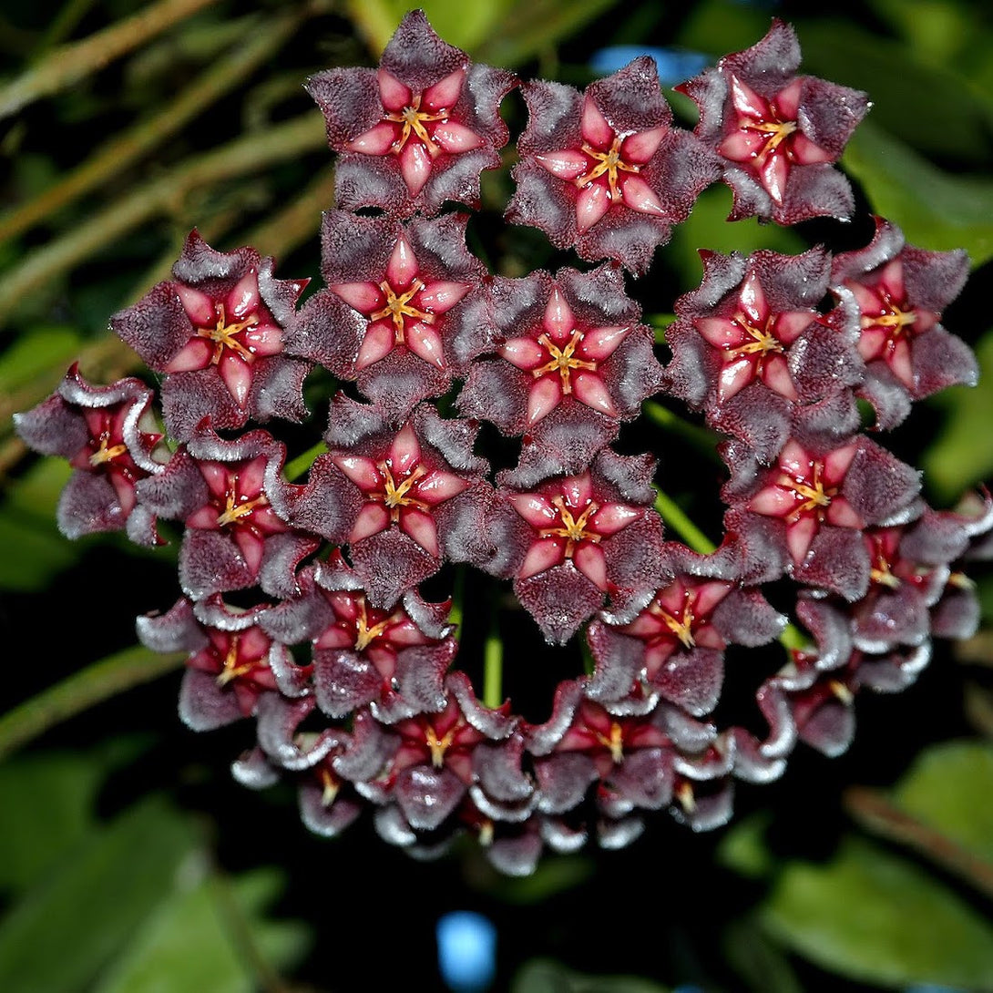 Hoya pubicalyx 'Black Dragon' (Hoya pubicorolla ssp. Anthracina)﻿