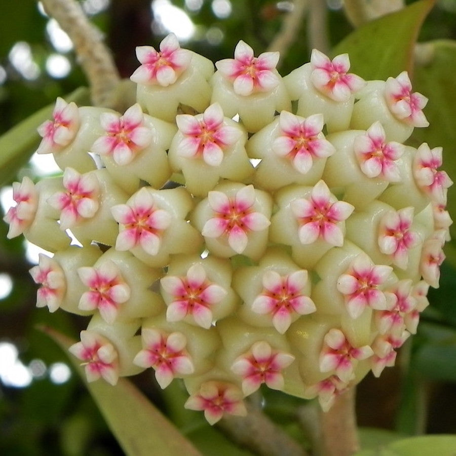 Hoya pachyclada x parasitica (EPC 141)