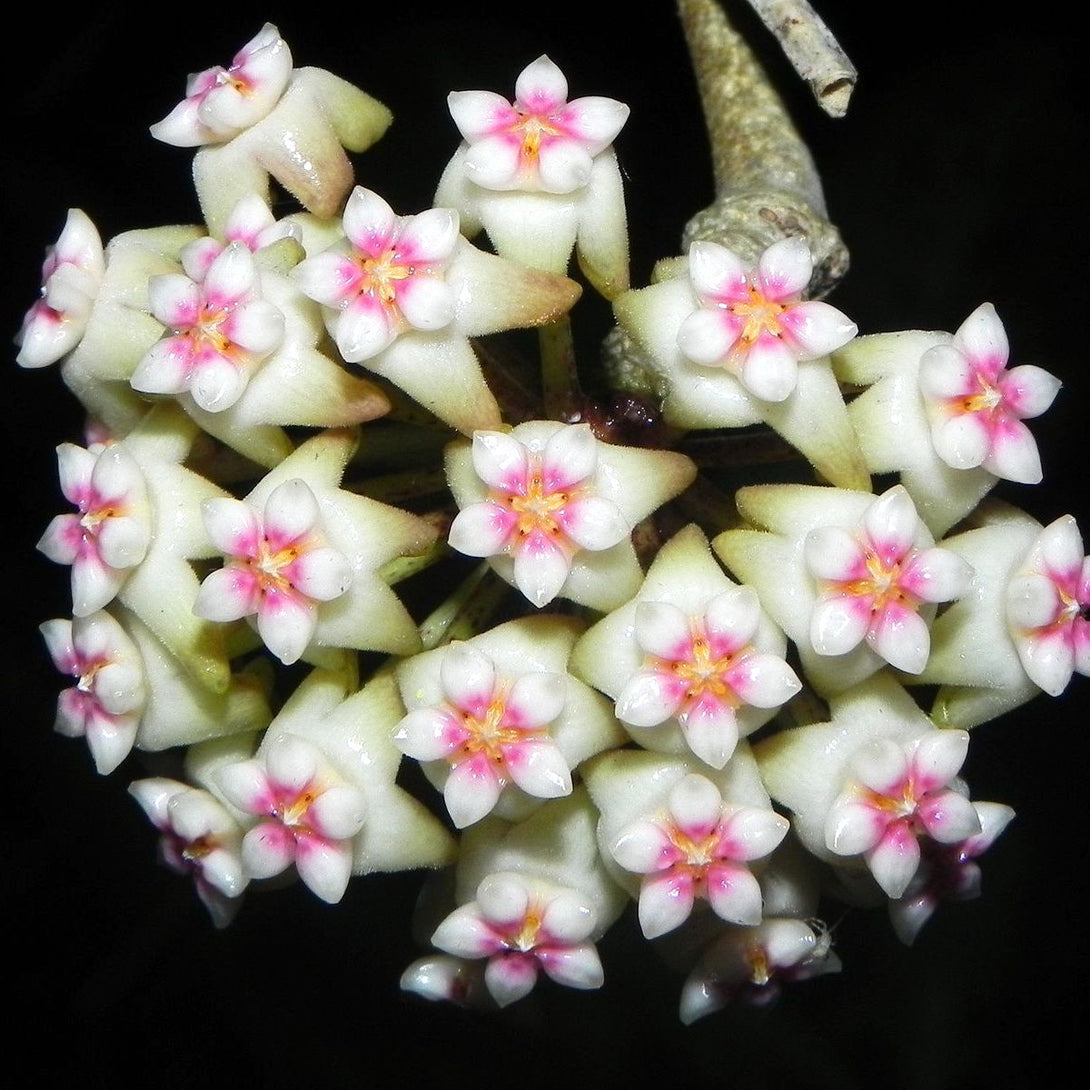 Hoya pachyclada x parasitica (EPC 141)
