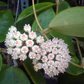 Hoya pachyclada x parasitica (EPC 141)