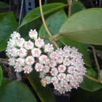 Hoya pachyclada x parasitica (EPC 141)