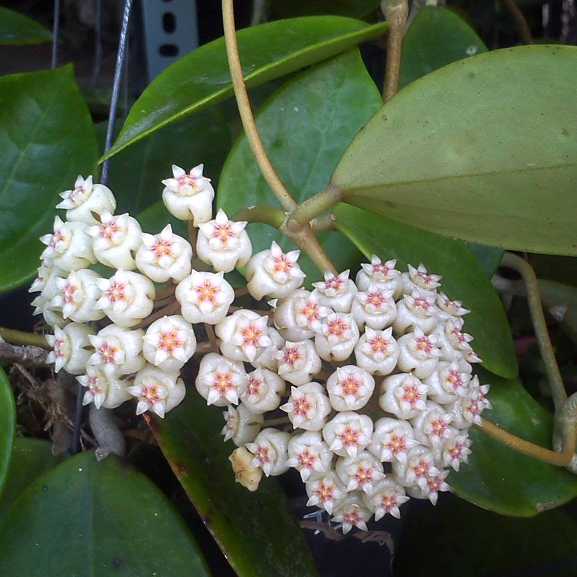Hoya pachyclada x parasitica (EPC 141)