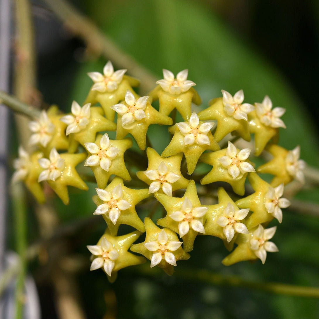 Hoya nicholsoniae (verticillata)