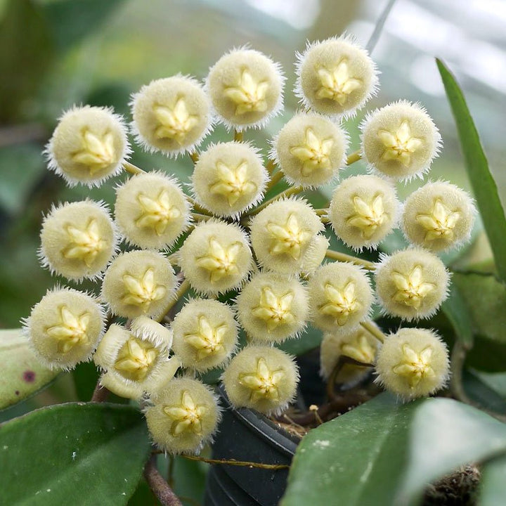 Hoya mirabilis