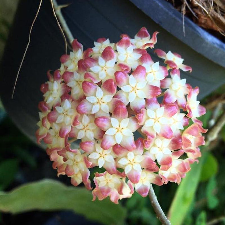 Hoya juannguoiana