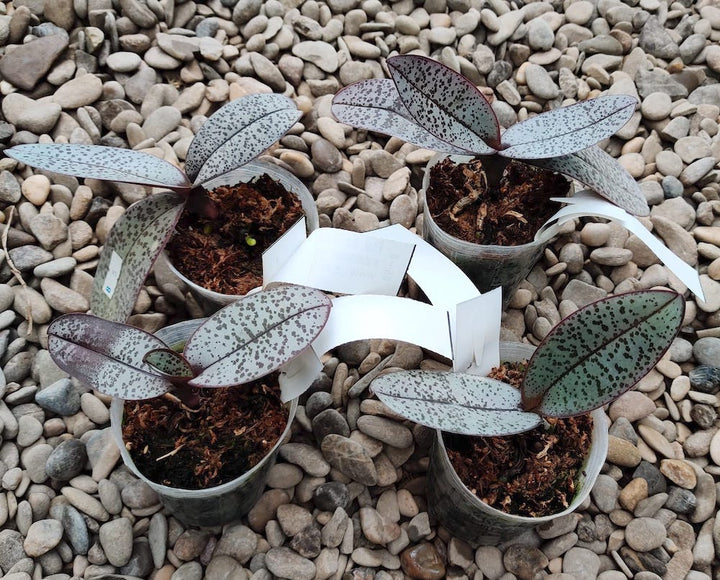 Phalaenopsis schilleriana (silver leaves) × stuartiana var. nobilis