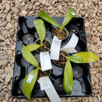 Phal. Purple Martin var. blue × Germaine Vincent var. blue