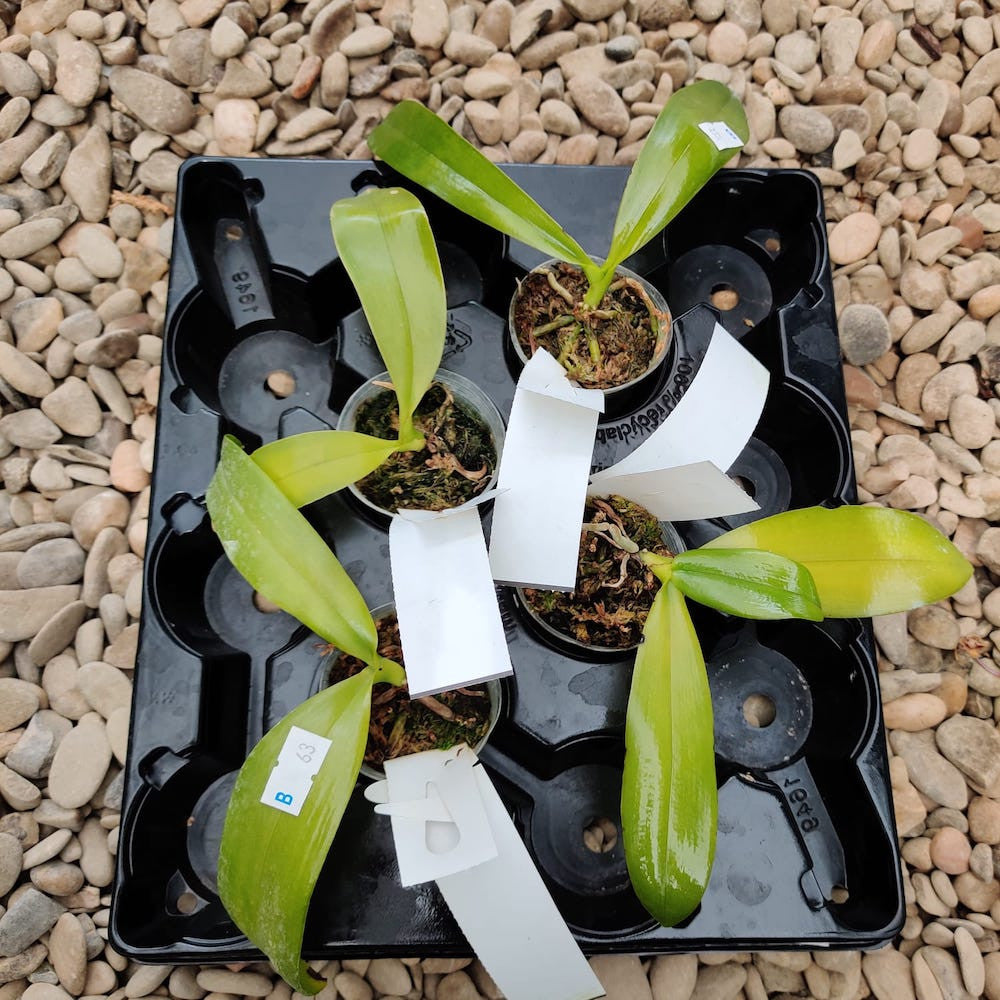 Phal. Purple Martin var. blue × Germaine Vincent var. blue