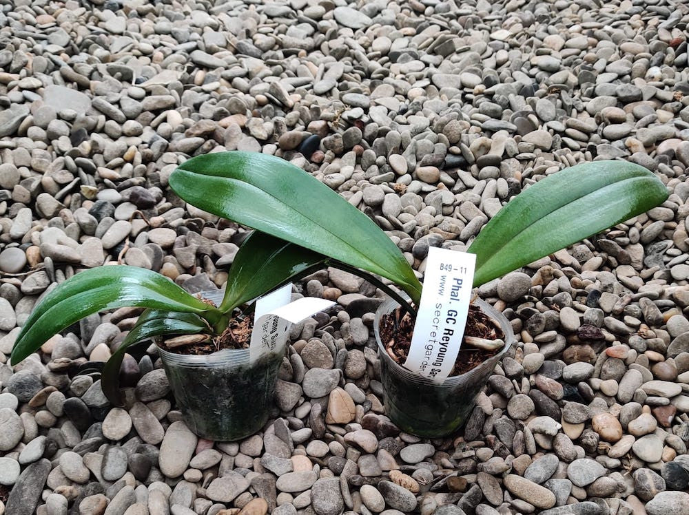 Phalaenopsis GC Reyoung Sara
