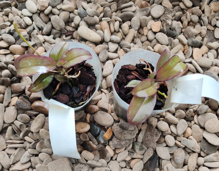 Phalaenopsis San Shia Appendo (appendiculata × pulcherrima).