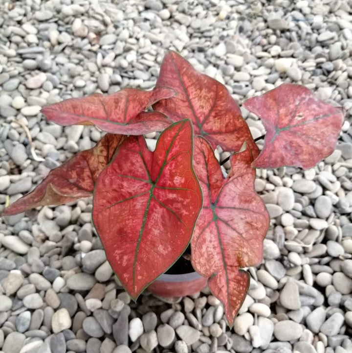 Caladium Bubble