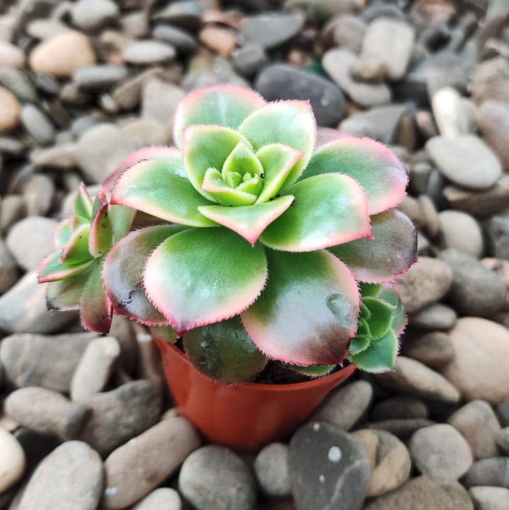 aeonium tricolor