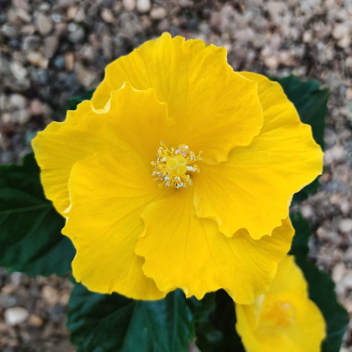 Hibiscus rosa-sinensis Starlet , trandafir japonez galben intens, pret