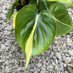 Comanda online specii Philodendron Scandens Brasil - Filodendron, la pret incredibil