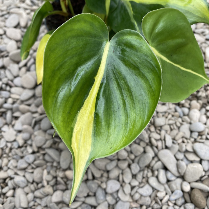 Comanda online specii Philodendron Scandens Brasil - Filodendron, la pret incredibil