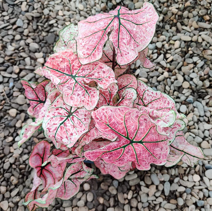 Caladium Splash of Wine