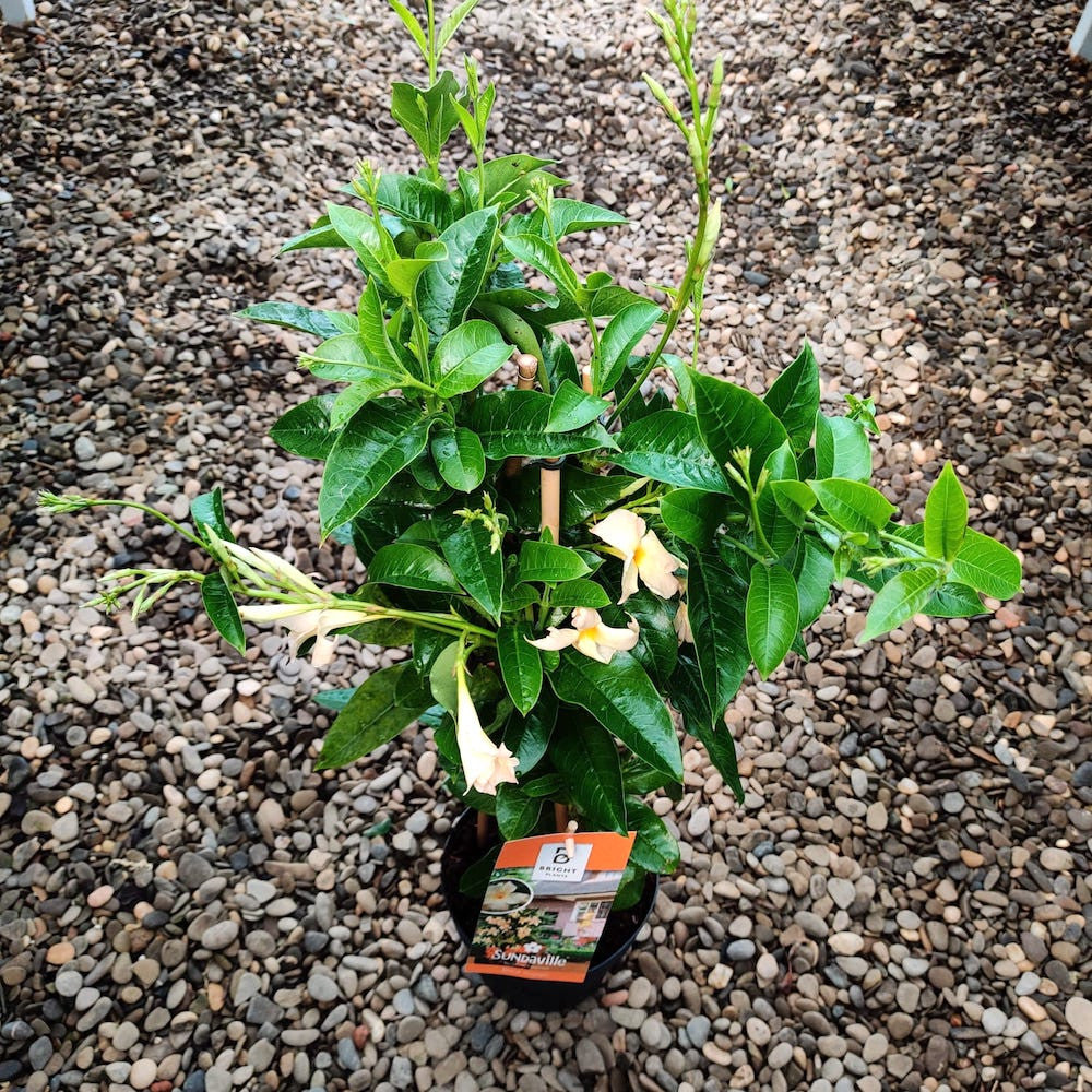 Cumpara Dipladenia somon Iasomnia braziliana de vanzare la pret atractivl