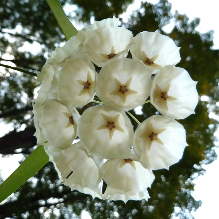 Hoya campanulata