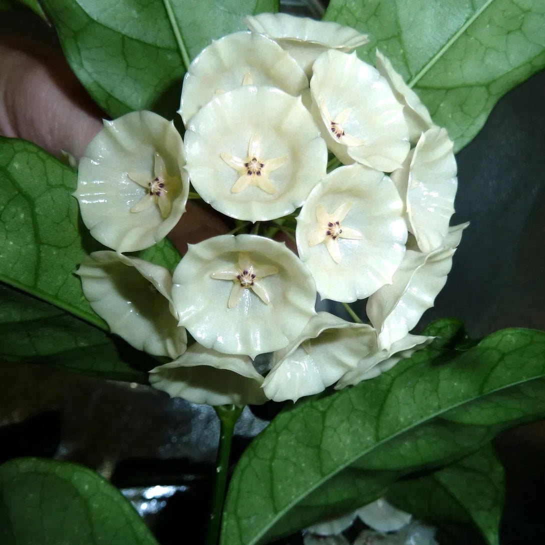 Hoya campanulata