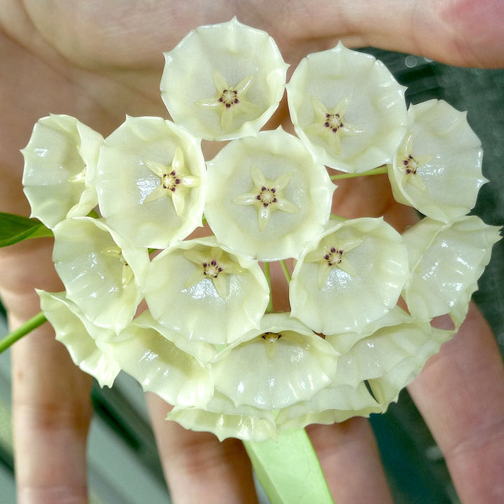 Hoya campanulata