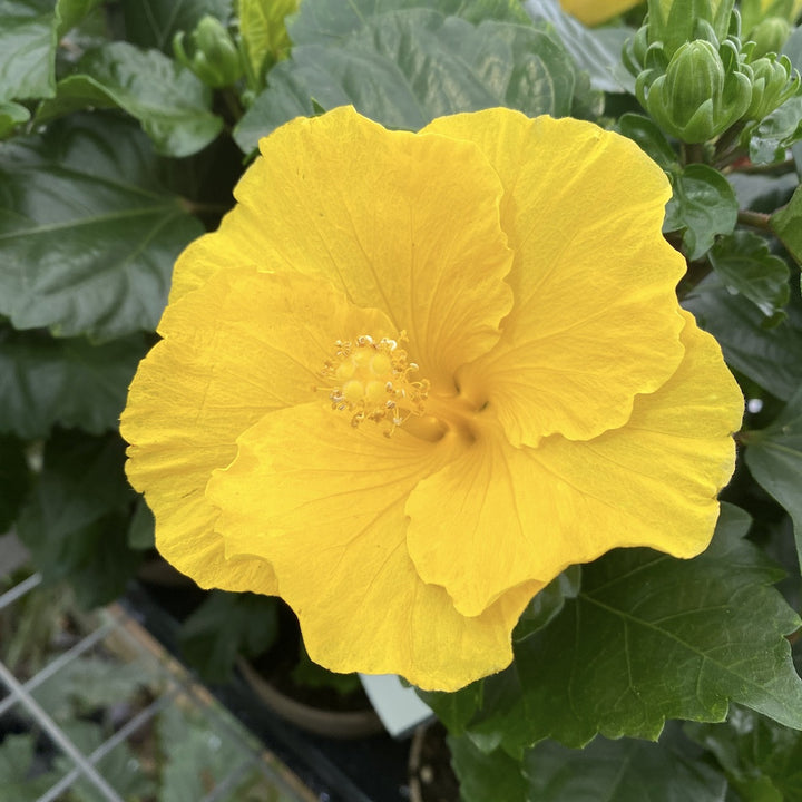 Hibiscus rosa-sinensis Starlet , trandafir japonez galben intens, pret