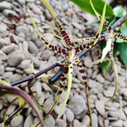 Brassia Summer Dream * parfumata