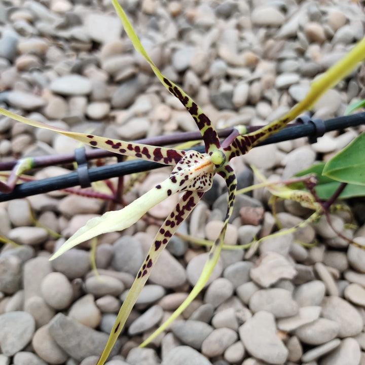 Brassia Summer Dream * parfumata