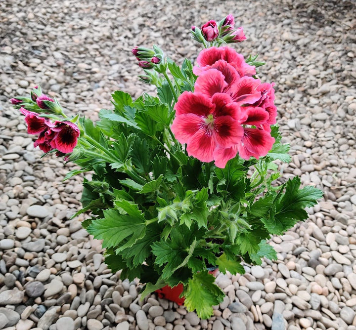 Muscate englezesti - Pelargonium grandiflora Red Velvet