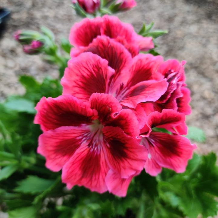 Muscate englezesti - Pelargonium grandiflora Red Velvet