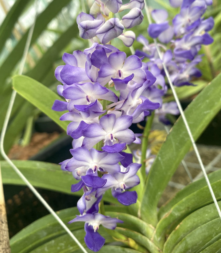 Rhynchostylis coelestis, Blue