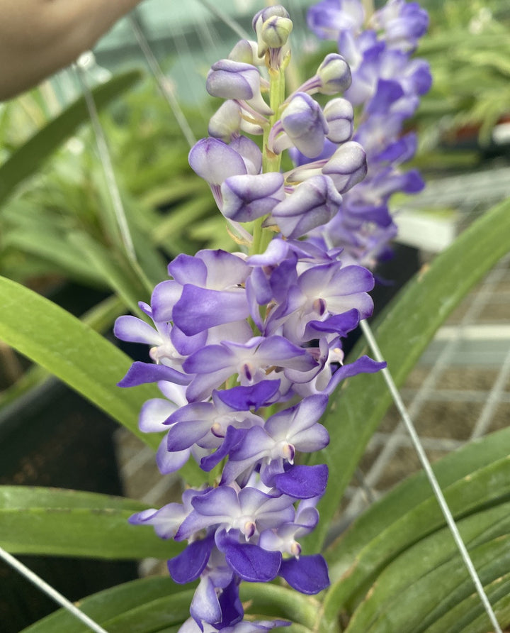 Rhynchostylis coelestis, Blue