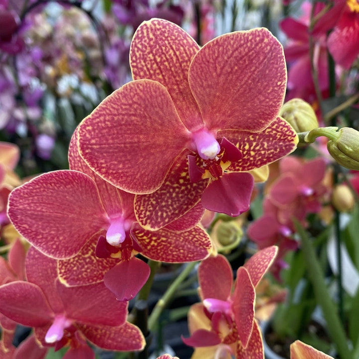 Phalaenopsis Blake Red