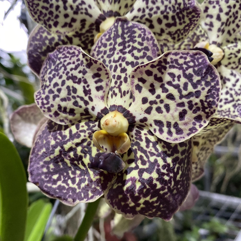 Vanda Oncelot Moca