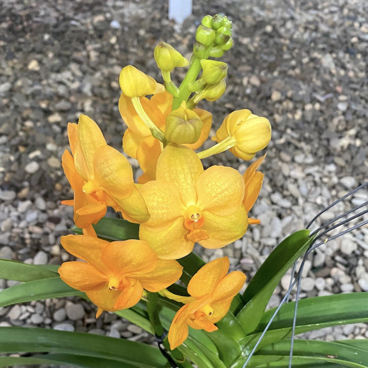 Vanda portocalie Natcha Princess Orange