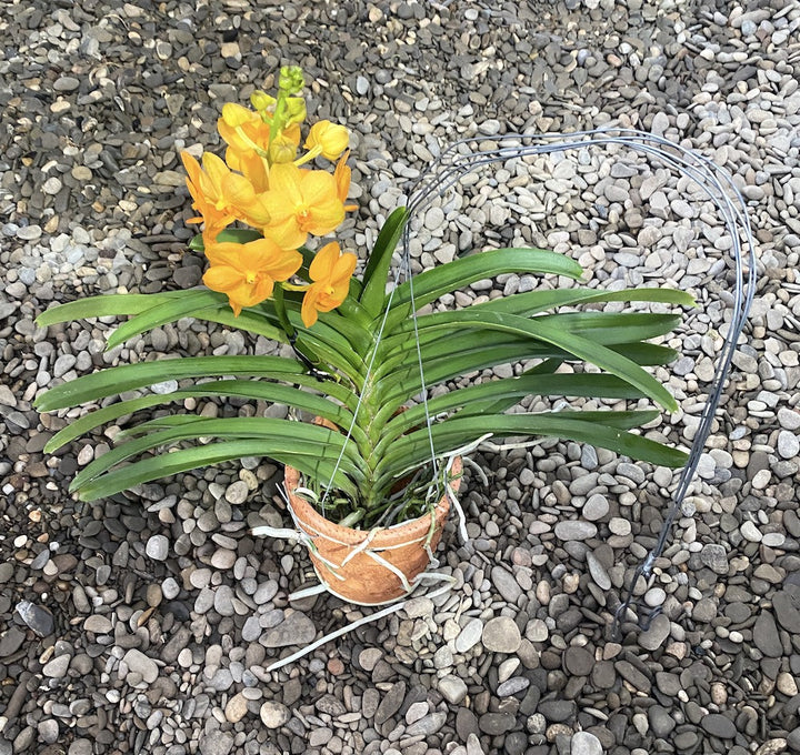 Vanda portocalie Natcha Princess Orange