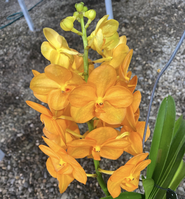 Vanda New Magic Orange