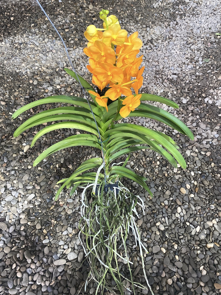 Vanda New Magic Orange