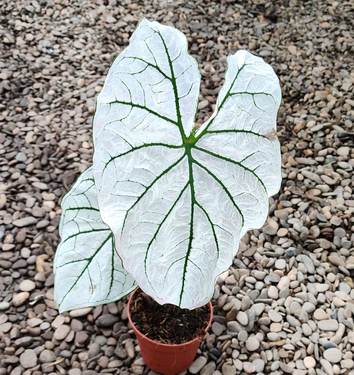 Caladium Candidum