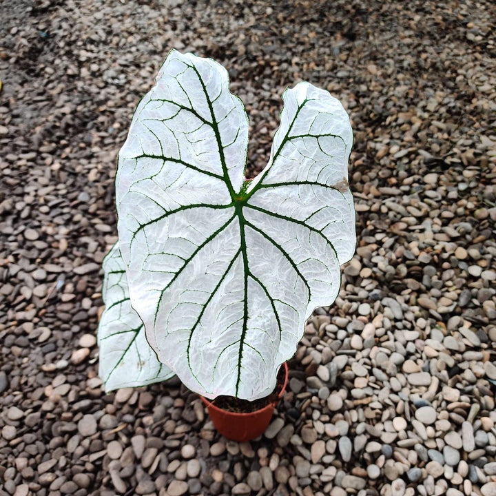 Caladium Candidum